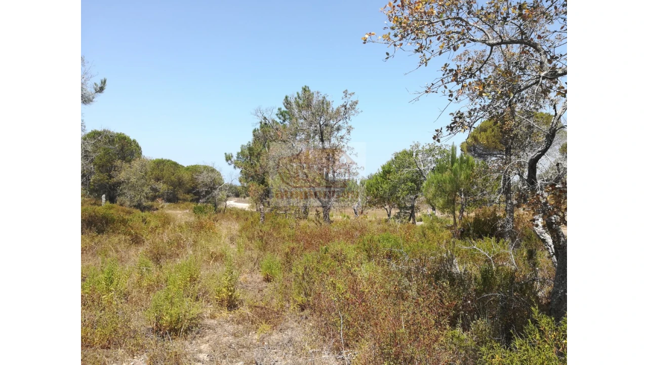 Terreno Agricola ou Rústico para Venda em Melides Foto 7