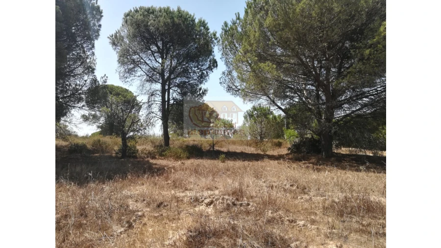 Terreno Agricola ou Rústico para Venda em Melides Foto 3