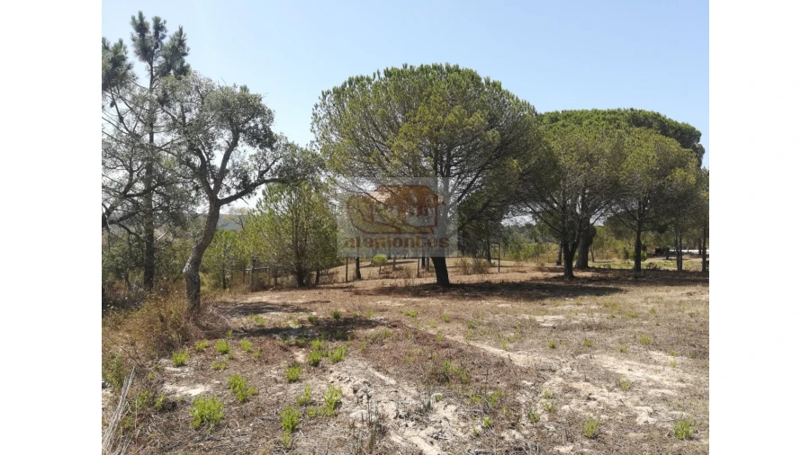 Terreno Agricola ou Rústico para Venda em Melides Foto 2