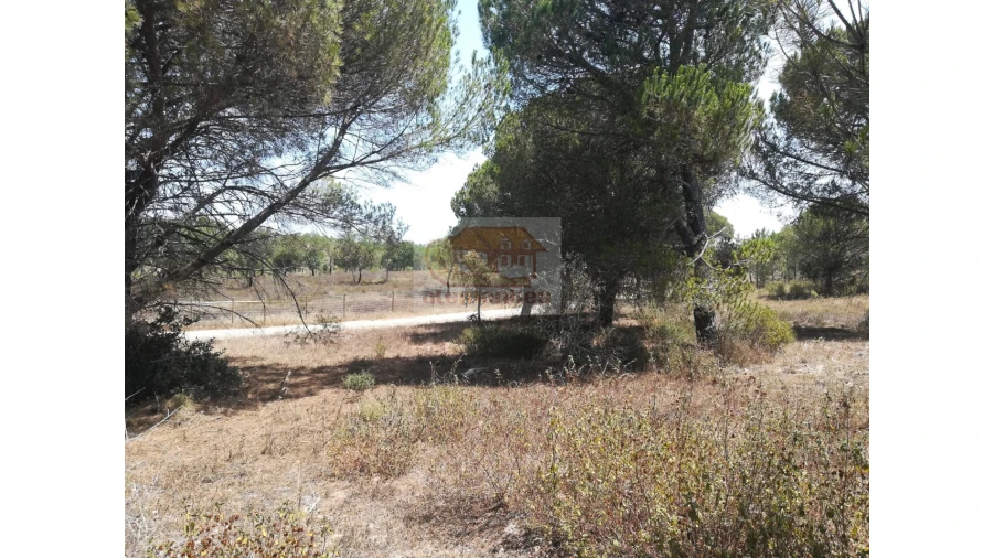 Terreno Agricola ou Rústico para Venda em Melides Foto 8