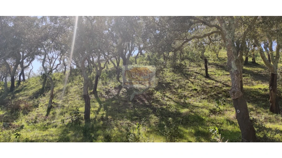 Terreno Agricola ou Rústico para Venda em São Francisco da Serra Foto 6