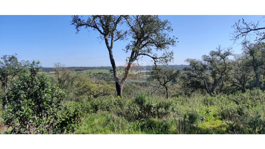 Terreno Agricola ou Rústico para Venda em São Francisco da Serra Foto 9