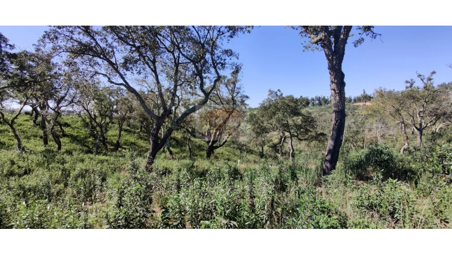 Terreno Agricola ou Rústico para Venda em São Francisco da Serra Foto 10