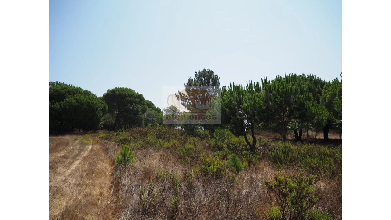 Terreno Agricola ou Rústico para Venda em Melides Foto 10