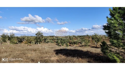 Terreno Agricola ou Rústico para Venda em Grândola e Santa Margarida da Serra