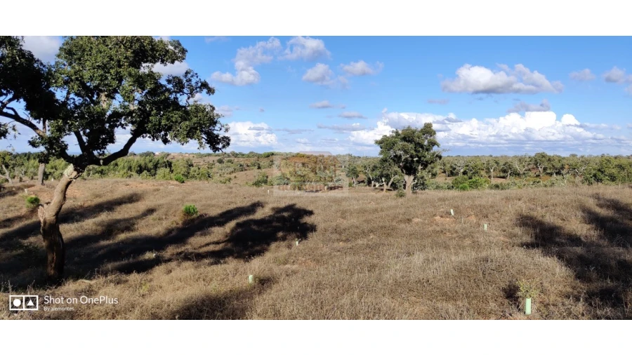 Terreno Agricola ou Rústico para Venda em Grândola e Santa Margarida da Serra Foto 7