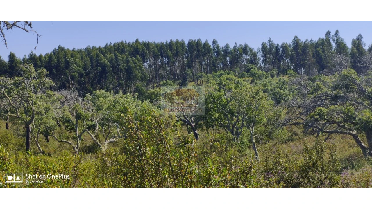 Terreno Agricola ou Rústico para Venda em São Francisco da Serra Foto 7