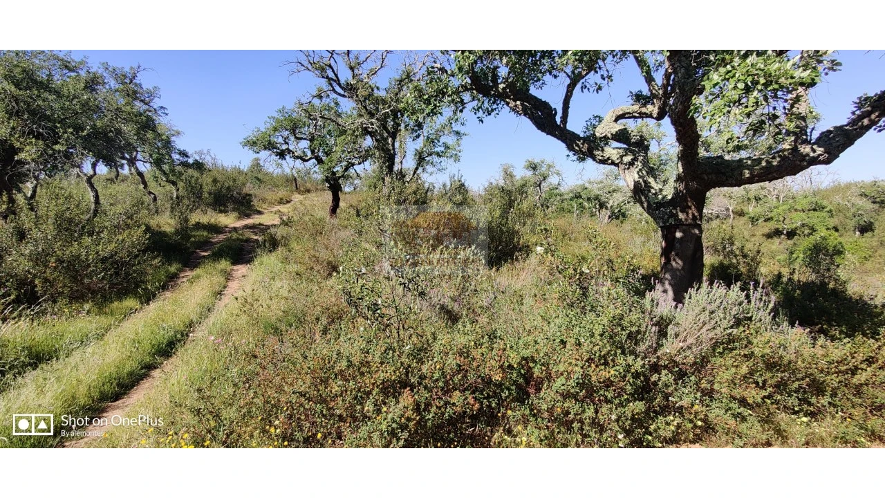 Terreno Agricola ou Rústico para Venda em São Francisco da Serra Foto 4