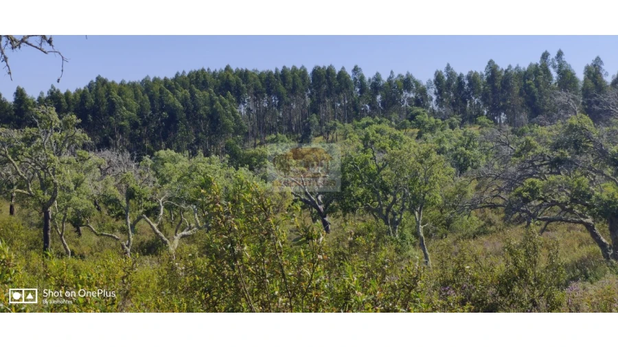 Terreno Agricola ou Rústico para Venda em São Francisco da Serra Foto 7