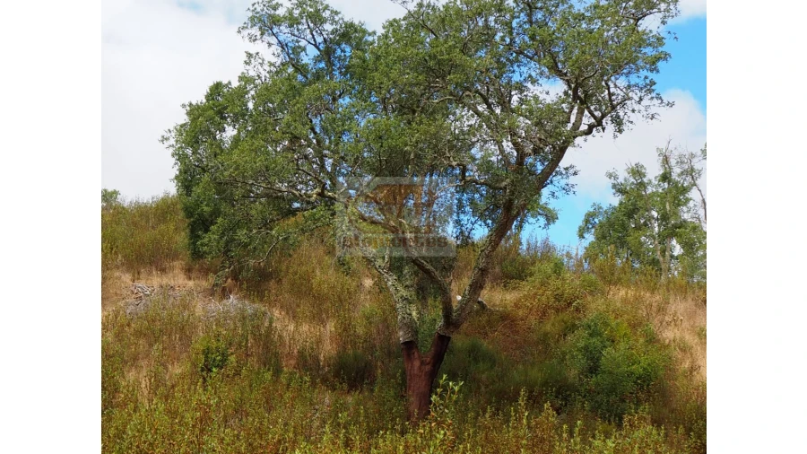 Terreno Agricola ou Rústico para Venda em Sines Foto 7