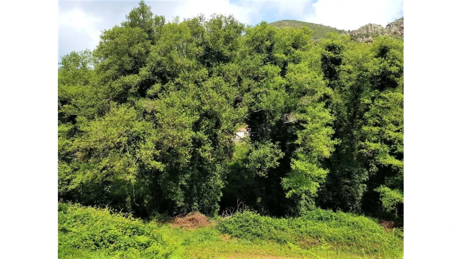 Terreno para Venda em Marmelete Foto 6