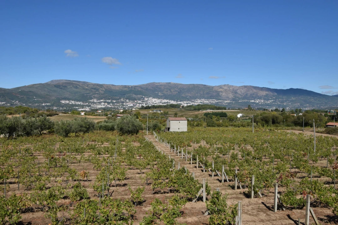 Terreno Agricola ou Rústico para Venda em Ferro Foto 22