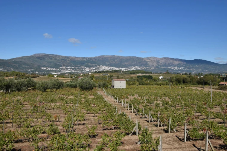 Terreno Agricola ou Rústico para Venda em Ferro Foto 22