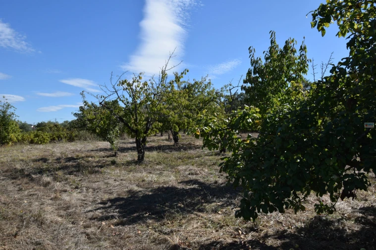 Terreno Agricola ou Rústico para Venda em Ferro Foto 23