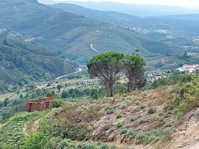 Terreno para Venda em Cerdeira e Moura da Serra Foto 2