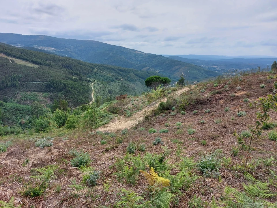 Terreno para Venda em Cerdeira e Moura da Serra Foto 7