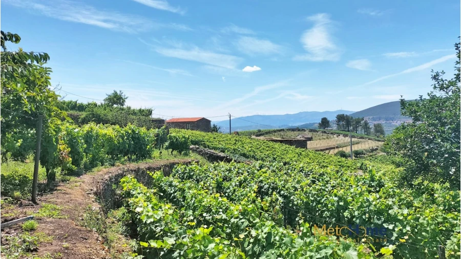 Terreno para Venda em Provesende, Gouvães Douro, São Cristóvão Douro Foto 5