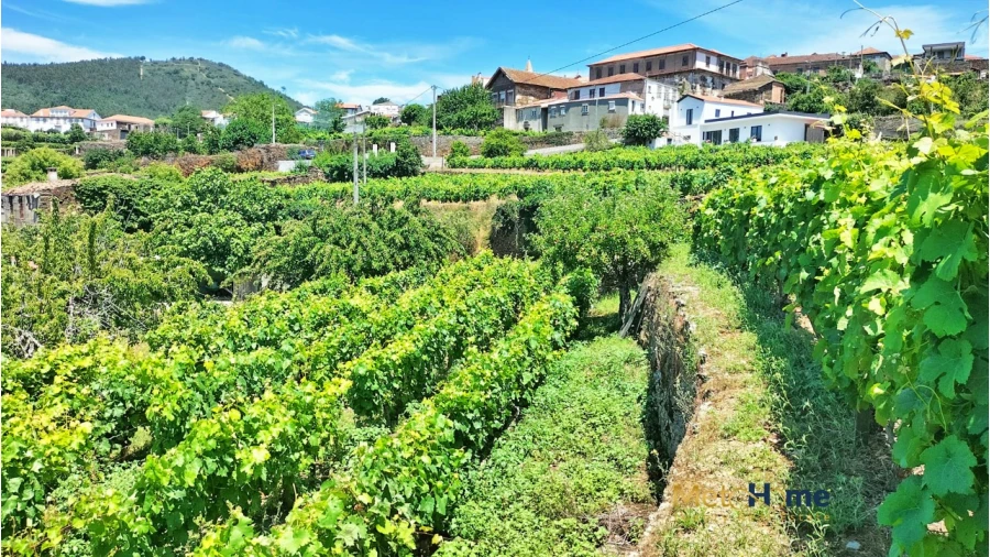 Terreno para Venda em Provesende, Gouvães Douro, São Cristóvão Douro Foto 7