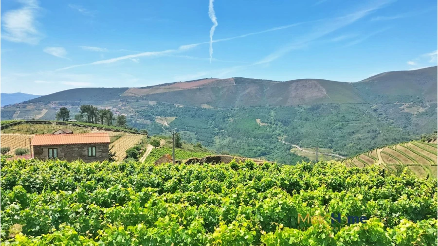 Terreno para Venda em Provesende, Gouvães Douro, São Cristóvão Douro Foto 8