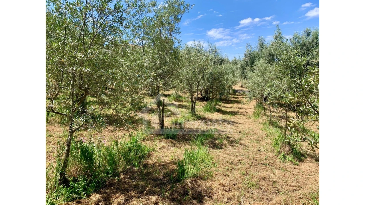 Terreno para Venda em Chão de Couce Foto 2
