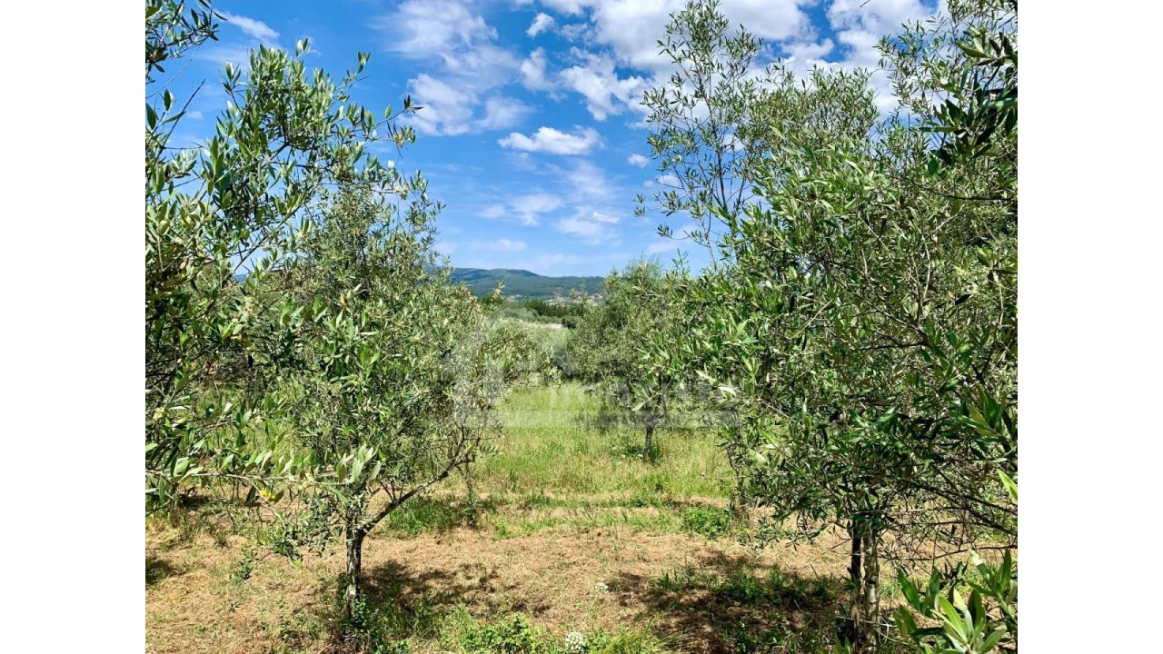 Terreno para Venda em Chão de Couce Foto 5