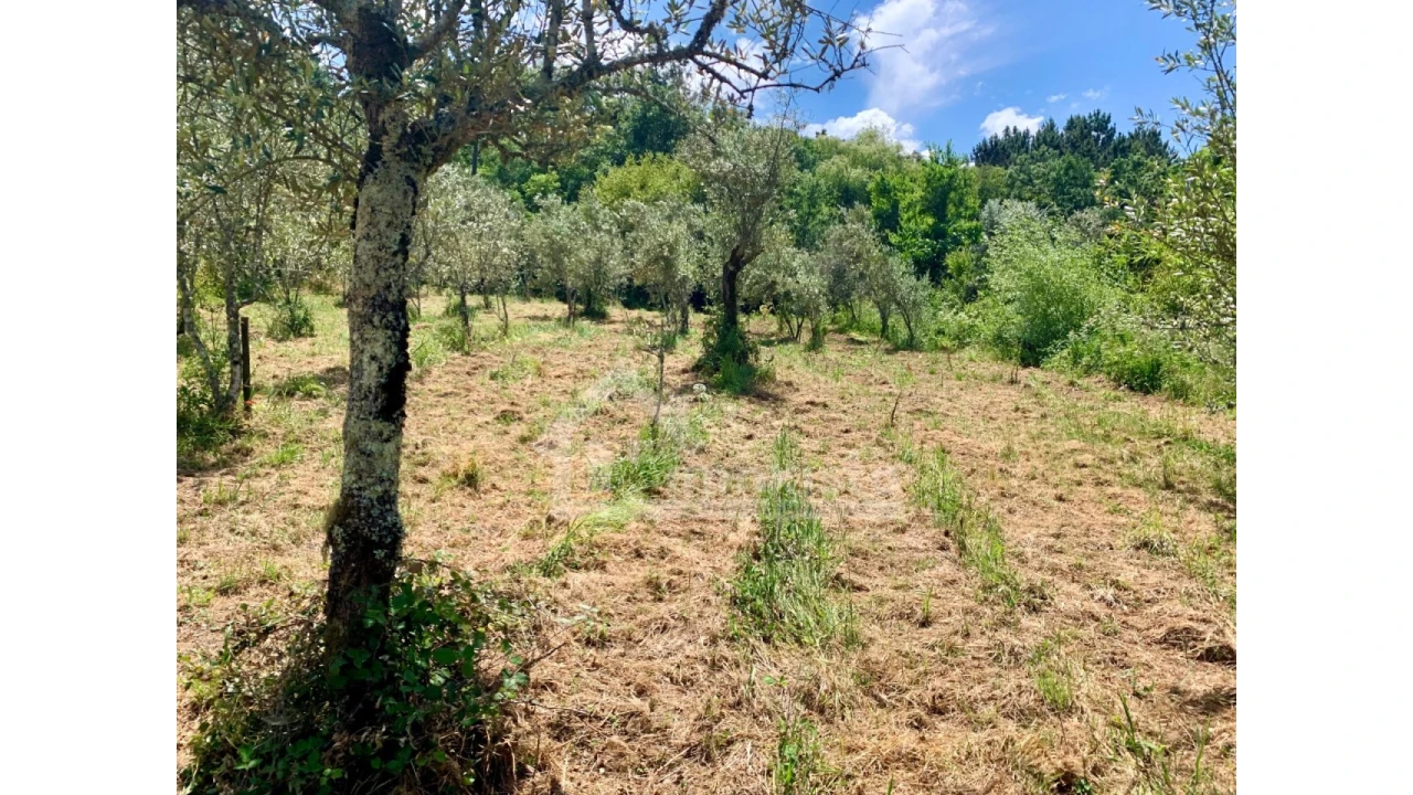Terreno para Venda em Chão de Couce Foto 6
