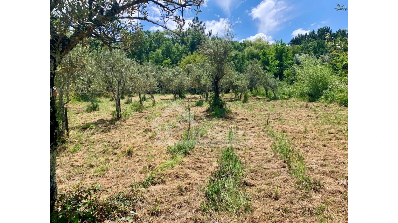Terreno para Venda em Chão de Couce Foto 7