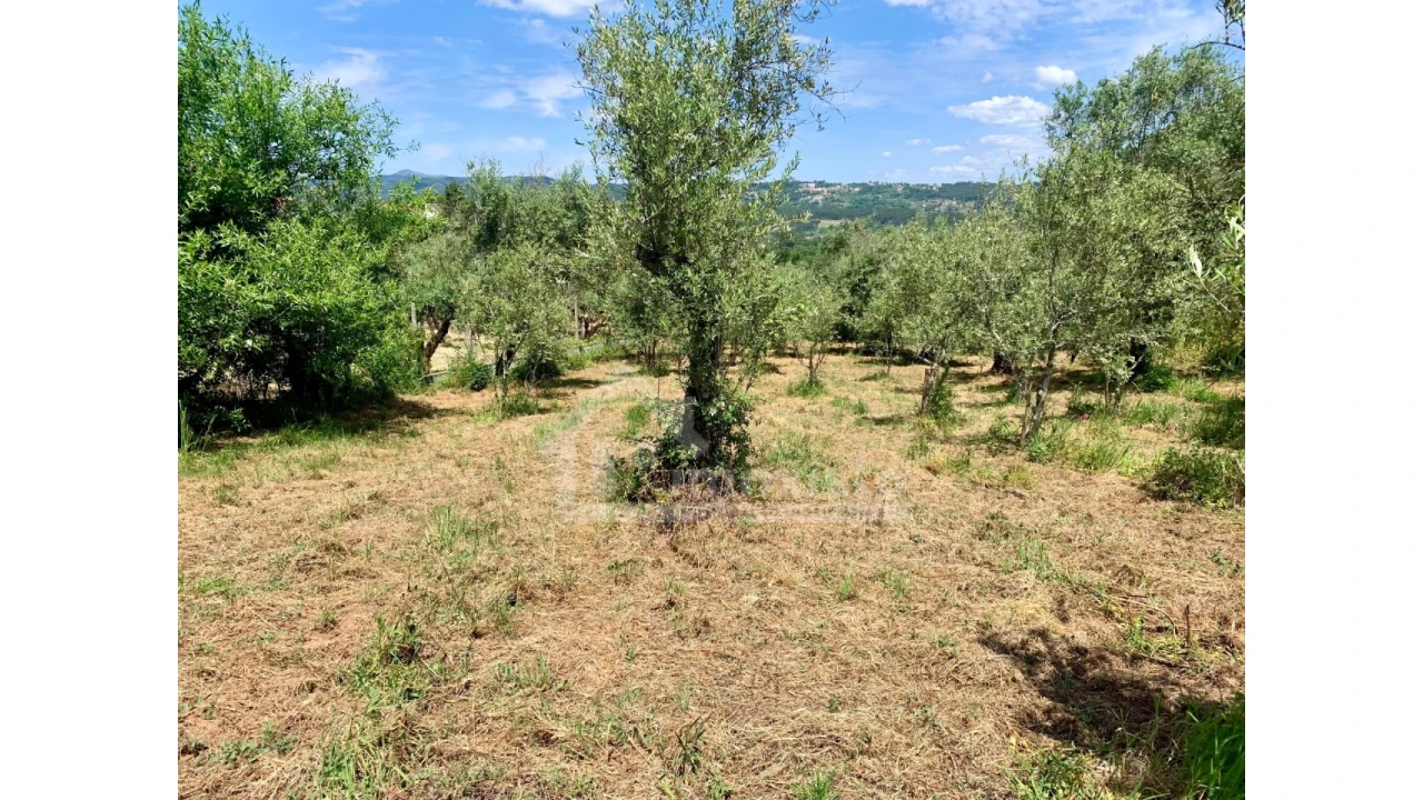 Terreno para Venda em Chão de Couce Foto 9