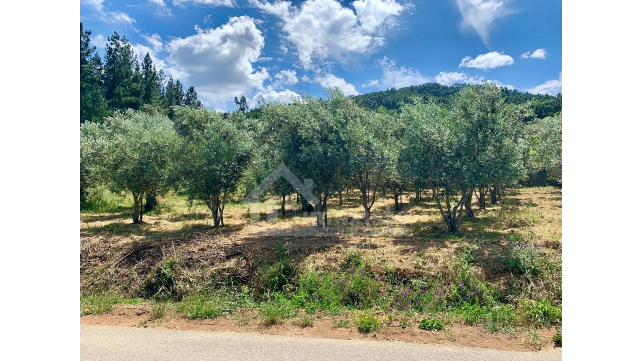 Terreno para Venda em Chão de Couce Foto 15