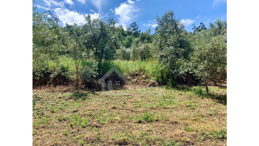 Terreno para Venda em Chão de Couce Foto 4