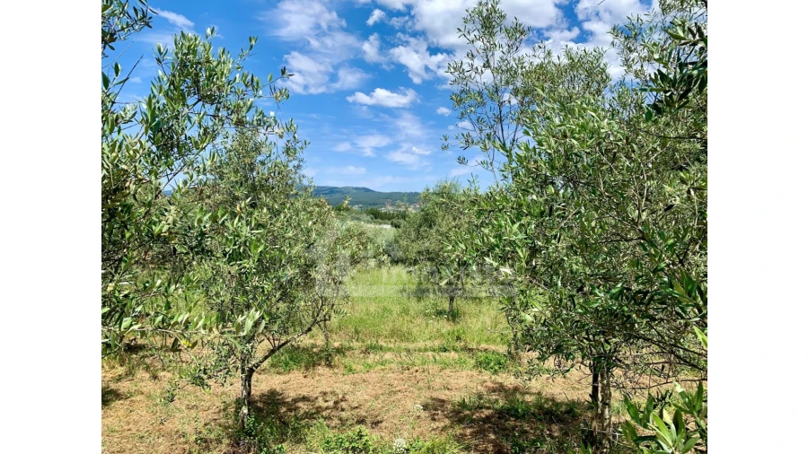 Terreno para Venda em Chão de Couce Foto 5