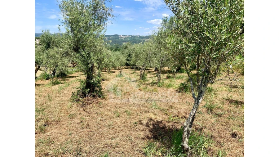 Terreno para Venda em Chão de Couce Foto 8