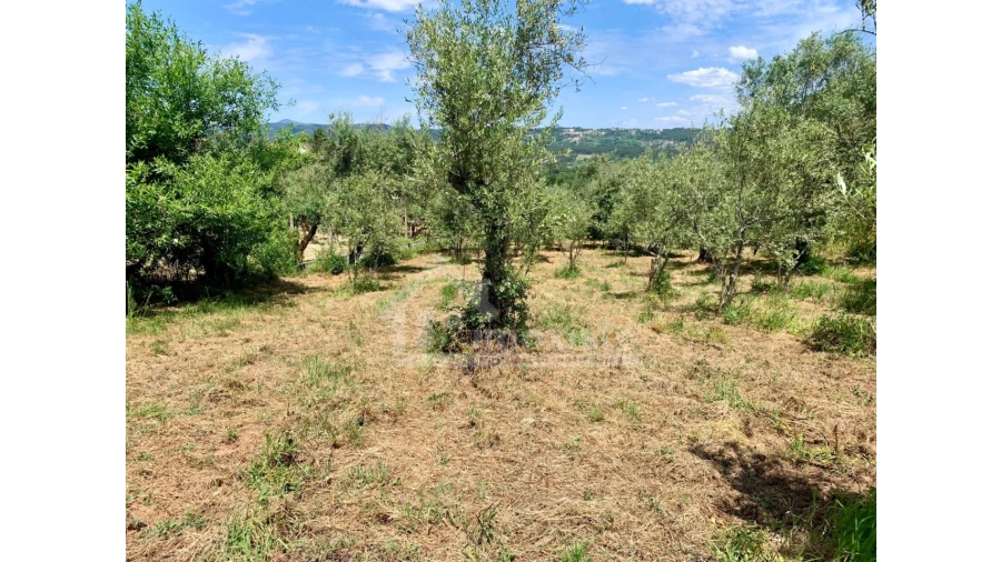 Terreno para Venda em Chão de Couce Foto 9