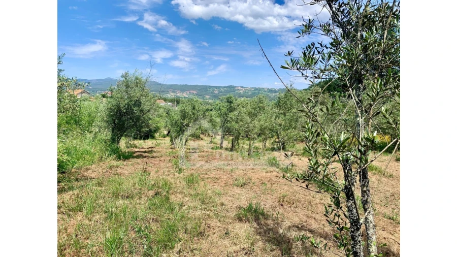 Terreno para Venda em Chão de Couce Foto 10