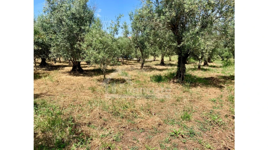 Terreno para Venda em Chão de Couce Foto 11