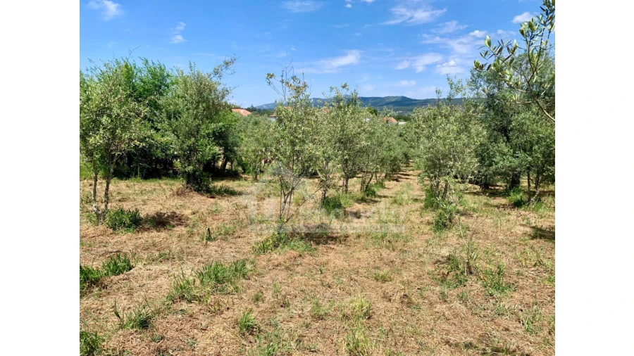 Terreno para Venda em Chão de Couce Foto 12