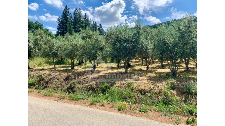 Terreno para Venda em Chão de Couce Foto 14