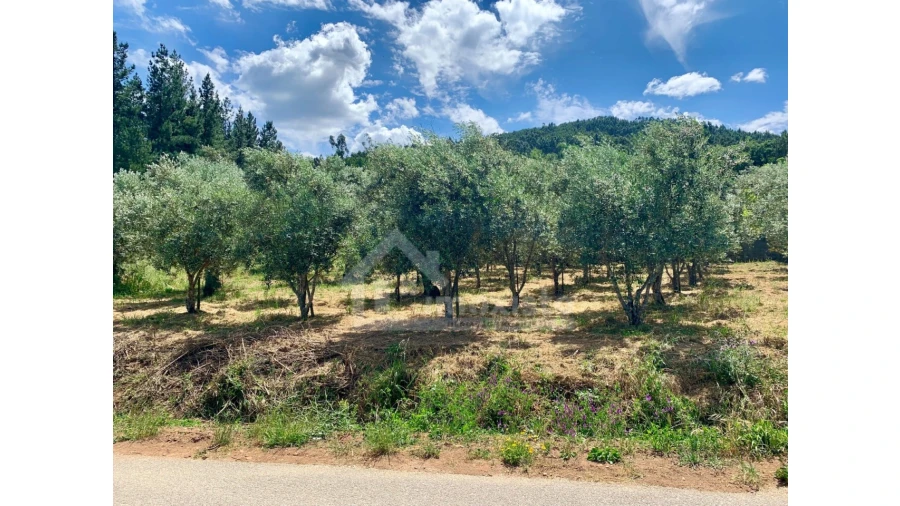 Terreno para Venda em Chão de Couce Foto 15
