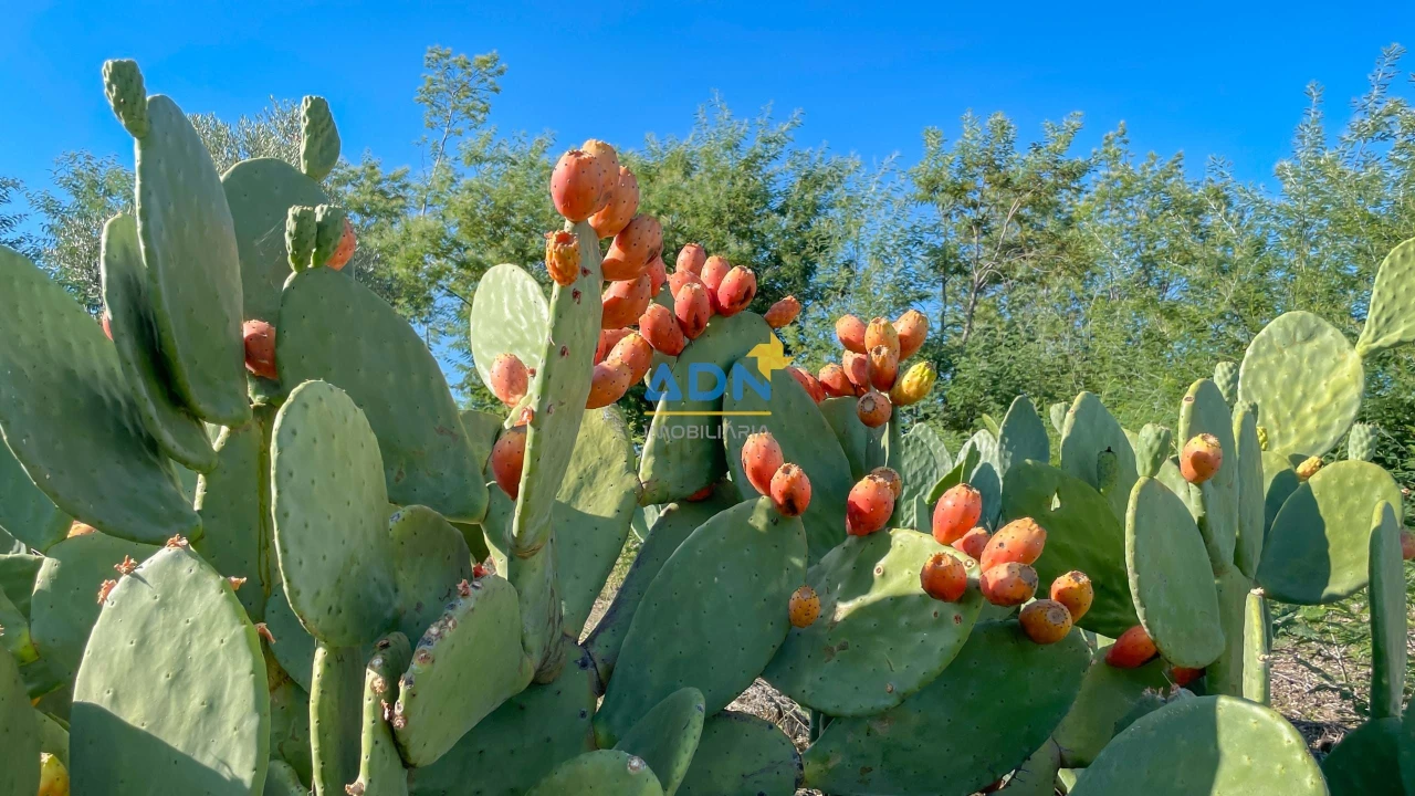 Quinta para Venda em São Miguel de Acha Foto 47