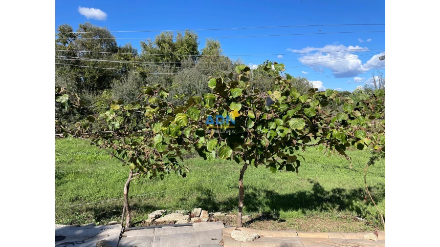 Quinta para Venda em São Miguel de Acha Foto 50