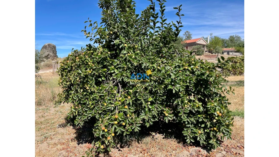 Quinta para Venda em São Miguel de Acha Foto 48