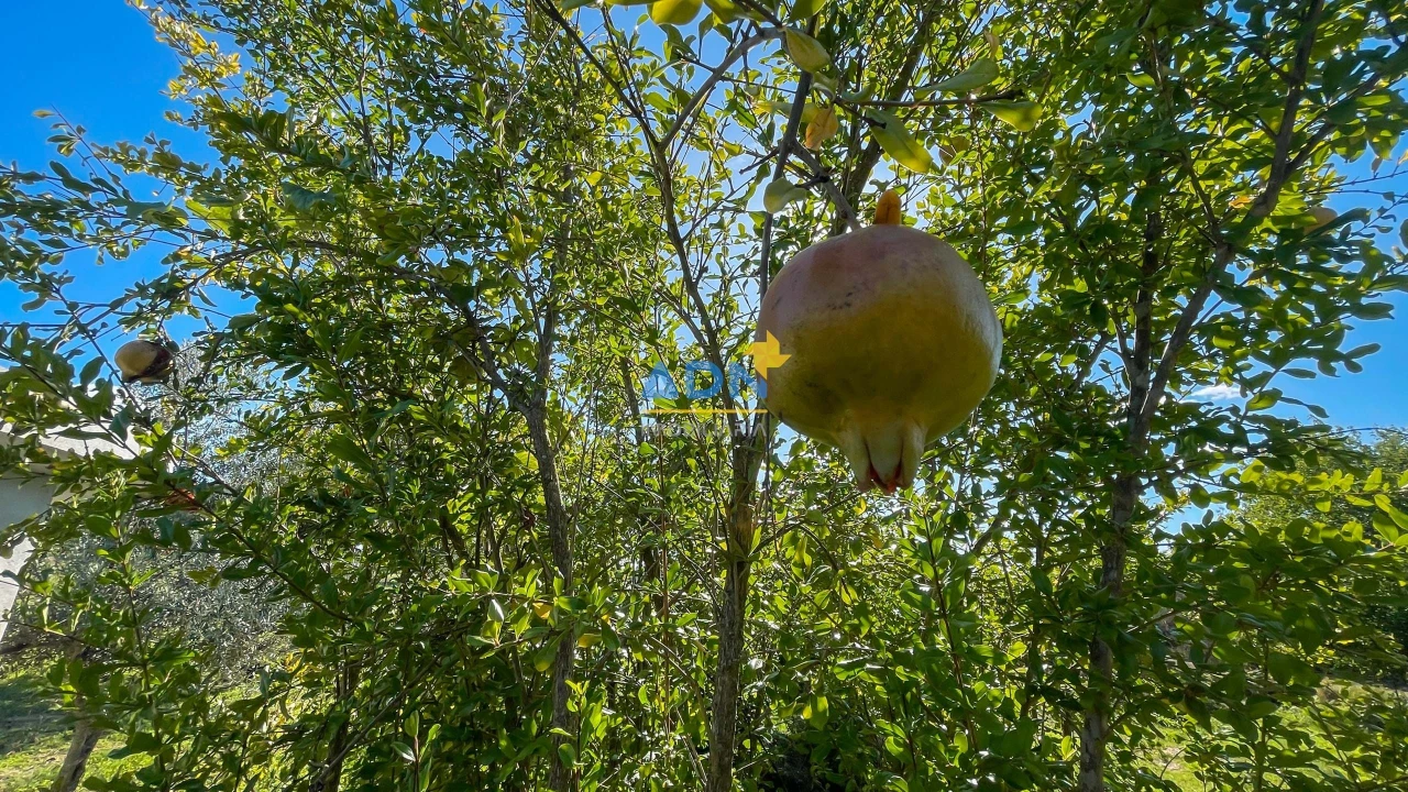 Quinta para Venda em São Miguel de Acha Foto 49
