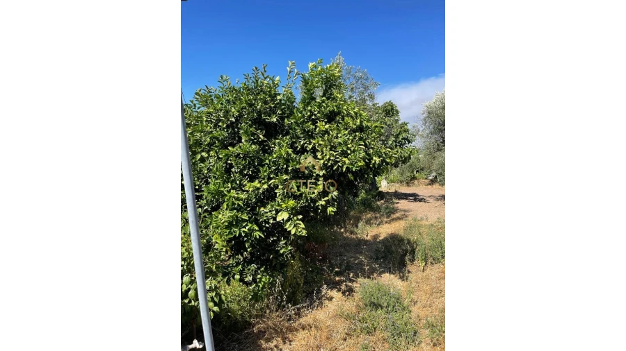 Terreno Agricola ou Rústico para Venda em Freixiosa Foto 1