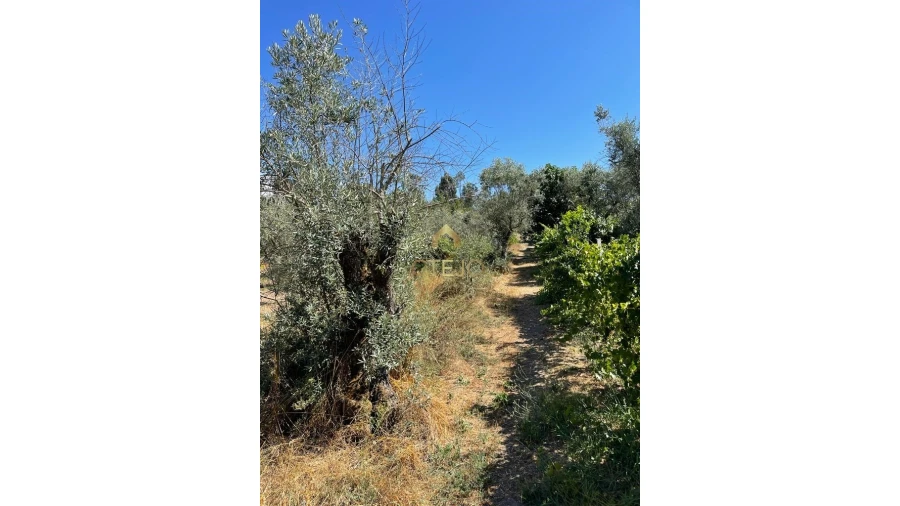Terreno Agricola ou Rústico para Venda em Freixiosa Foto 3