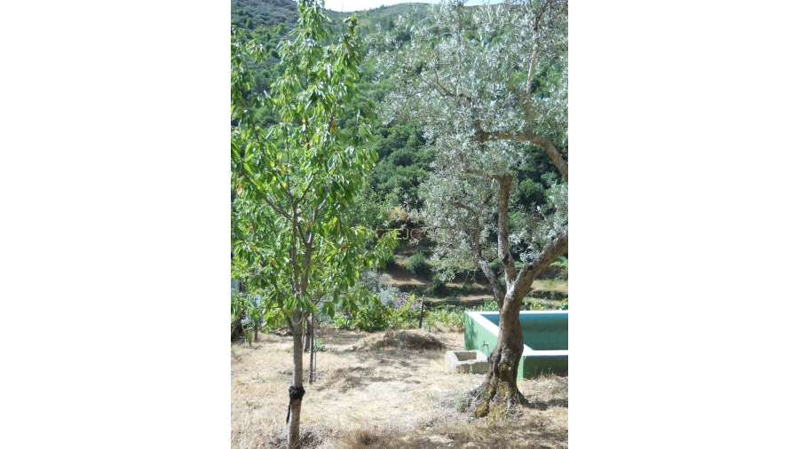 Terreno para Venda em Loriga Foto 16