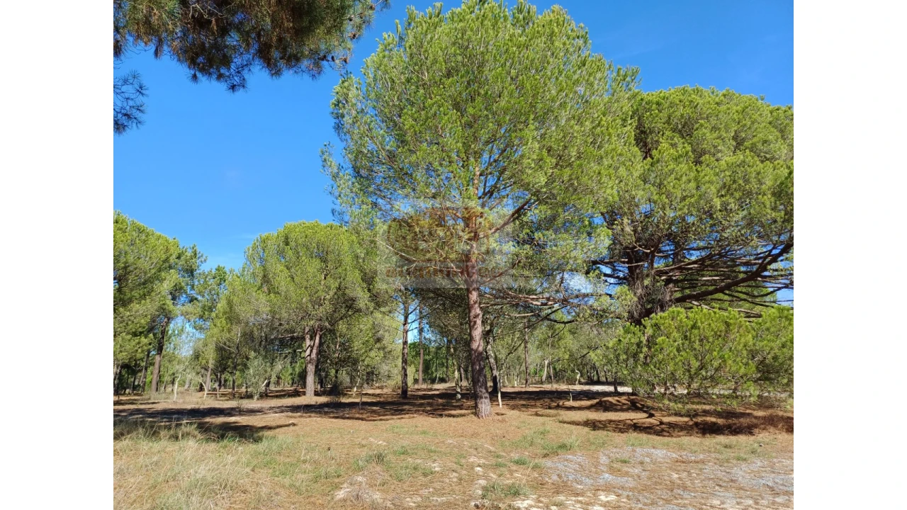 Terreno Misto para Venda em Melides Foto 4