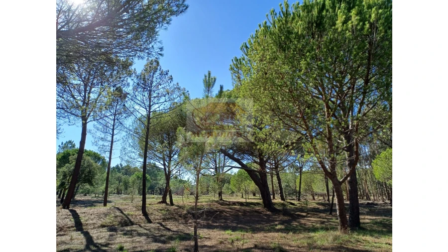 Terreno Misto para Venda em Melides Foto 13