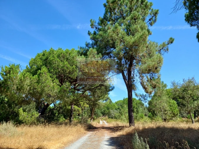Terreno Misto para Venda em Melides Foto 2