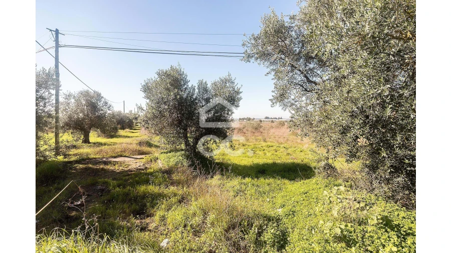 Terreno para Venda em Reguengos de Monsaraz Foto 4
