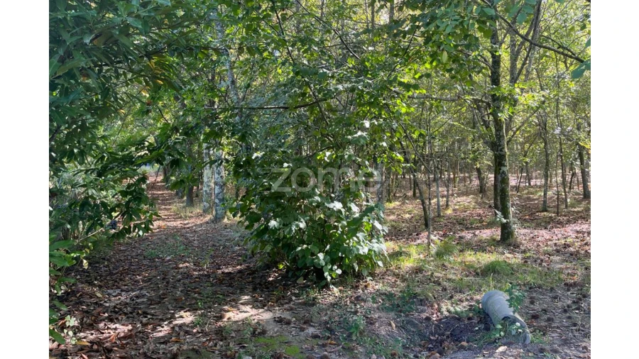 Terreno para Venda em Sanfins Lamoso Codessos Foto 8